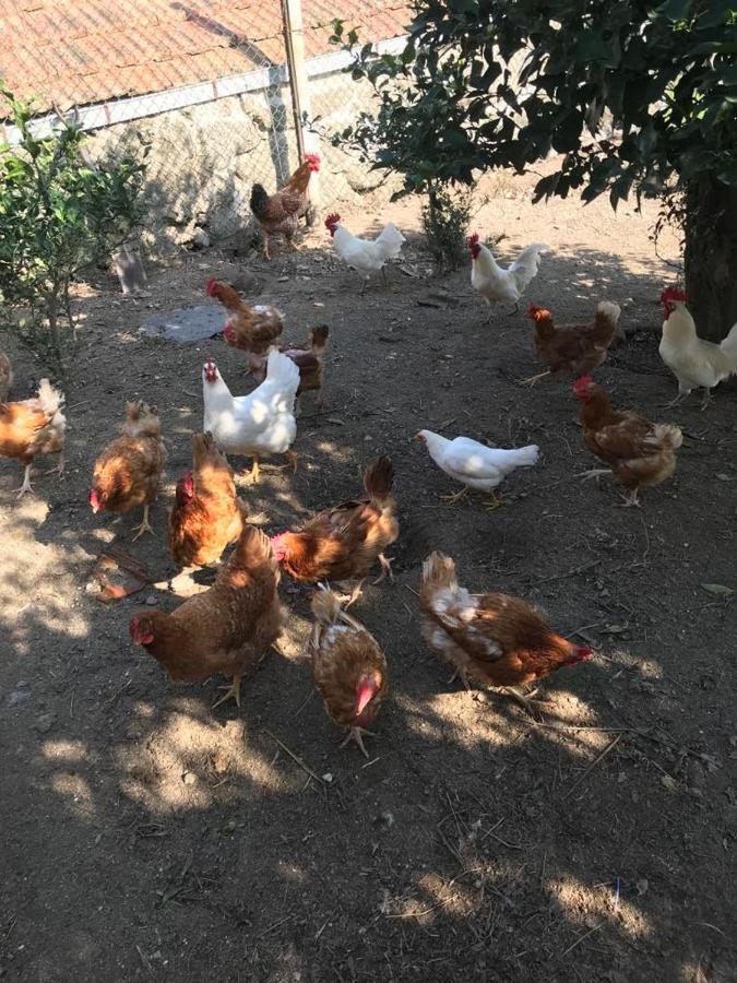 Quinta De Varzielas - Agroturismo Castelo de Paiva Buitenkant foto